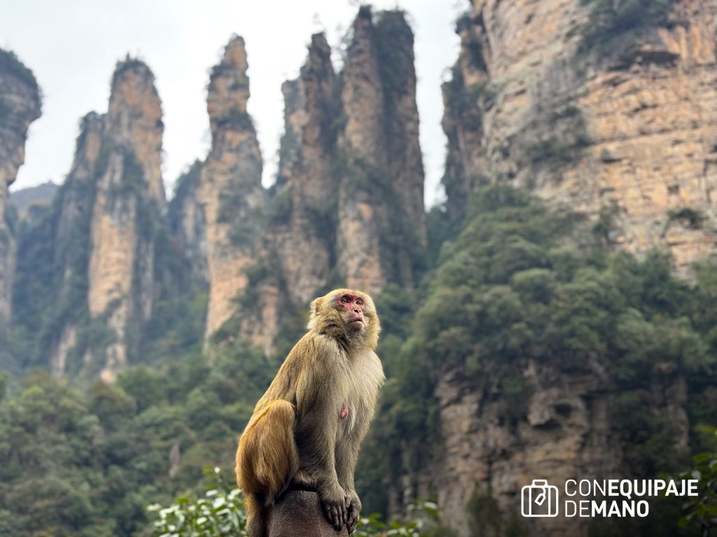 Mono en Yuanjiajie